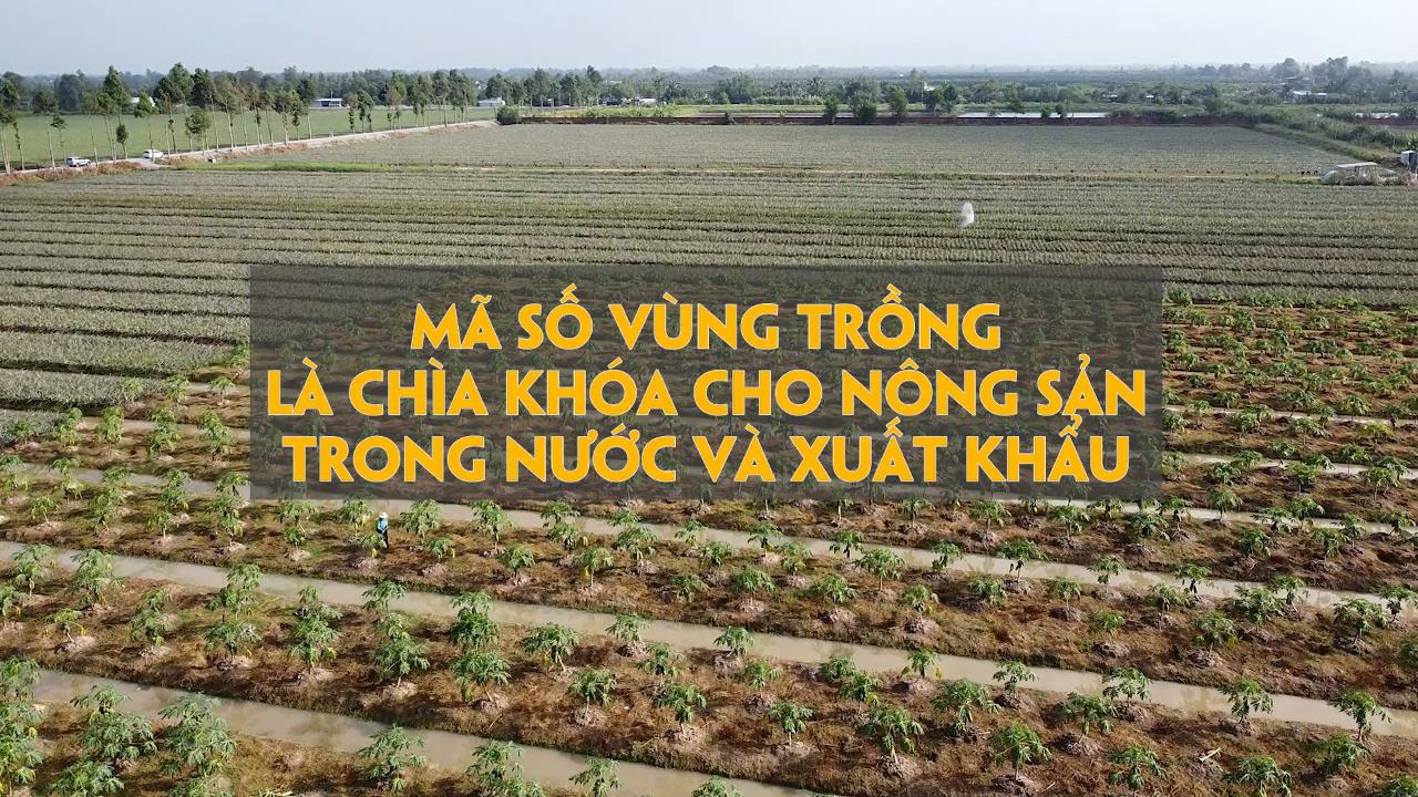 Mã số vùng trồng là chìa khóa cho nông sản trong nước và xuất khẩu